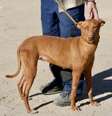 Nice, Podenco Andaluz - Hündin