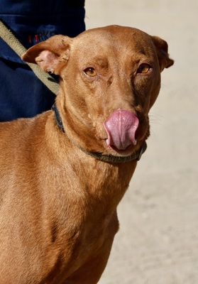 Nice, Podenco Andaluz - Hündin