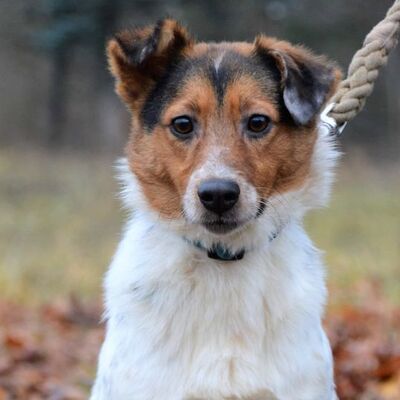 💖💖 Nick ist noch sehr jung💥💥, Mischling Welpen - Rüde