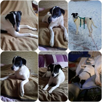 Nico, Mischling - Rüde