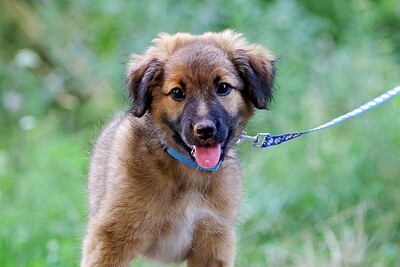 Nico, Mischlng Welpen - Rüde