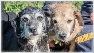 Nico und Nicole – die Unzertrennlichen, Mischling - Hündin