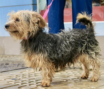 Nicolas, Yorkshire Terrier - Mix - Rüde