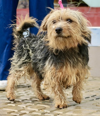 Nicolas, Yorkshire Terrier - Mix - Rüde
