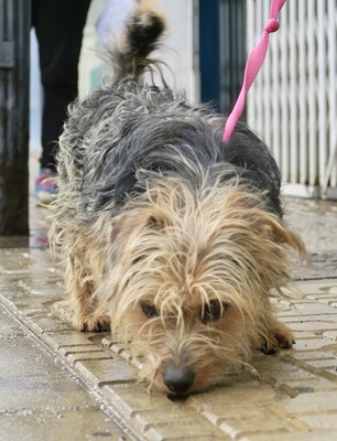 Nicolas, Yorkshire Terrier - Mix - Rüde