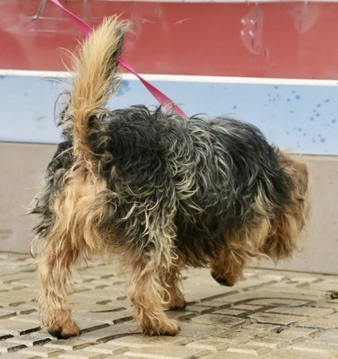 Nicolas, Yorkshire Terrier - Mix - Rüde