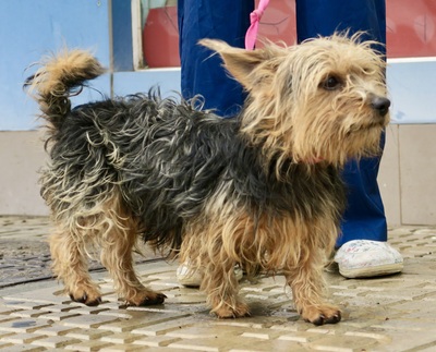 Nicolas, Yorkshire Terrier - Mix - Rüde