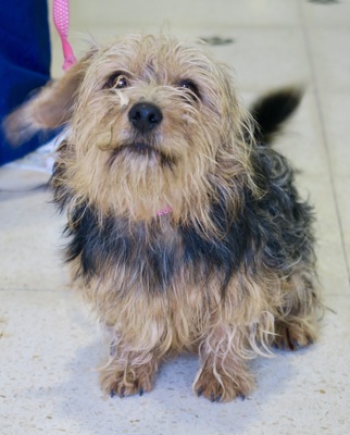 Nicolas, Yorkshire Terrier - Mix - Rüde