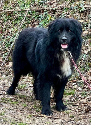 Night Boy freut sich auf eine liebe Familie, Mischling - Rüde