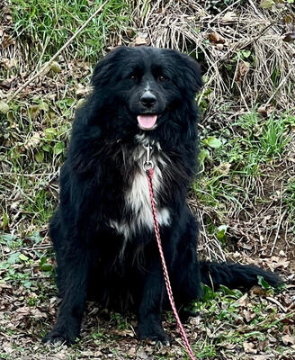 Night Boy freut sich auf eine liebe Familie, Mischling - Rüde