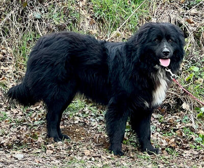Night Boy freut sich auf eine liebevolle Familie, Mischling - Rüde