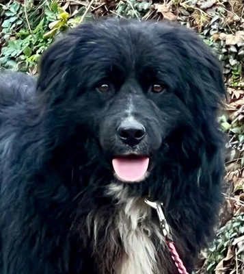 Night Boy sucht eine liebe Familie, Mischling - Rüde