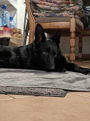 Nigra von Rahns Hof, Deutscher Schäferhund, Leistungszucht - Hündin