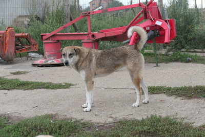 Nika, Mischling - Hündin