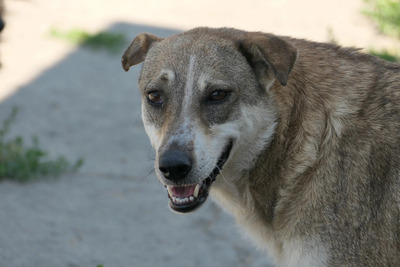 Nika, Mischling - Hündin