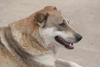 Nika, Mischling - Hündin