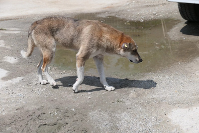 Nika, Mischling - Hündin