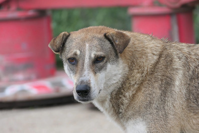 Nika, Mischling - Hündin