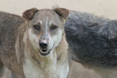 Nika, Mischling - Hündin