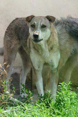 Nika, Mischling - Hündin