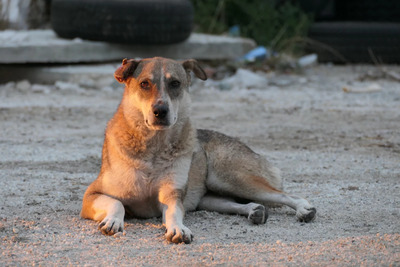 Nika, Mischling - Hündin