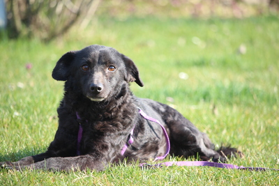 Nika, Mischling - Hündin