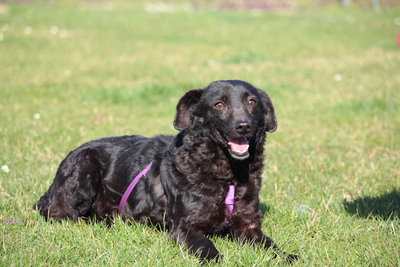 Nika, Mischling - Hündin