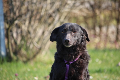 Nika, Mischling - Hündin