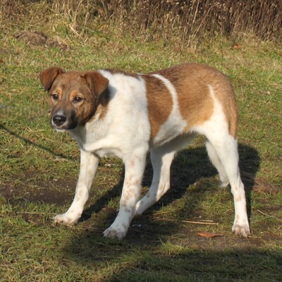 Nika, Mischlinge - Hündin