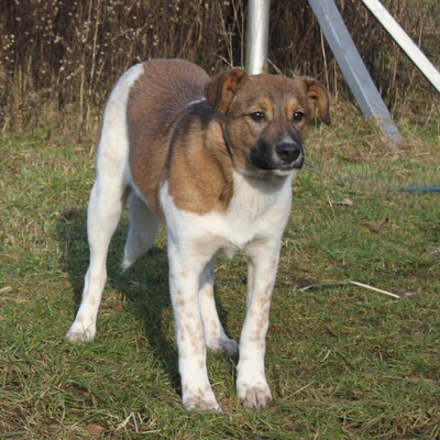 Nika, Mischlinge - Hündin