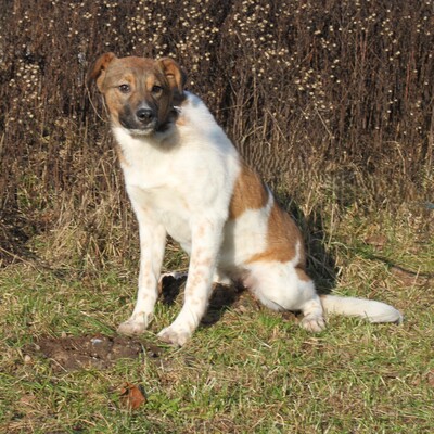 Nika, Mischlinge - Hündin