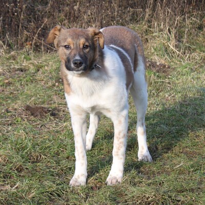 Nika, Mischlinge - Hündin