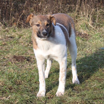 Nika, Mischlinge - Hündin