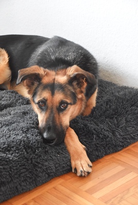 Nika, Schäferhund-Mischling Hunde Nika sucht ein neues Zuhause - Hündin