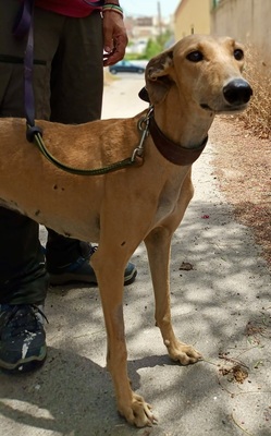 Nikita