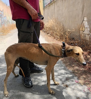 Nikita, Galgo Espanol - Hündin