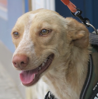 Nikita, Podenco Andaluz Mix - Hündin