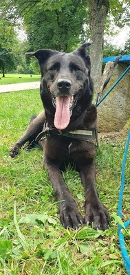 Nikita liebe Beauceron Mix Hündin braucht ein Zuhause, Beauceron - Hündin