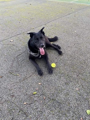 Nikita liebe Beauceron Mix Hündin braucht ein Zuhause, Beauceron - Hündin