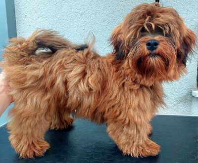 Nikki, Bichon Havanese Welpen - Rüde