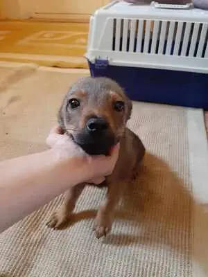Nikko, Mischling Welpen - Rüde