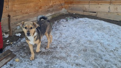 Niko wartet brav auf sein eigenes Zuhause