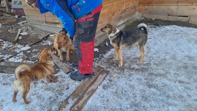 Niko wartet brav auf sein eigenes Zuhause, Mischling Welpen - Rüde