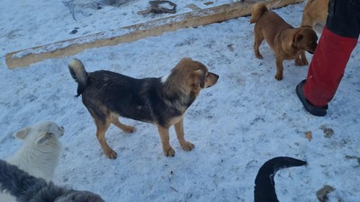 Niko wartet brav auf sein eigenes Zuhause, Mischling Welpen - Rüde