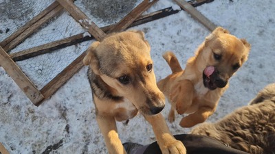 Niko wartet brav auf sein eigenes Zuhause, Mischling Welpen - Rüde