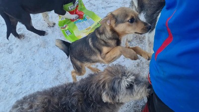 Niko wartet brav auf sein eigenes Zuhause, Mischling Welpen - Rüde