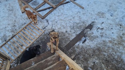 Niko wartet brav auf sein eigenes Zuhause, Mischling Welpen - Rüde