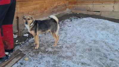 Niko wartet brav auf sein eigenes Zuhause, Mischling Welpen - Rüde