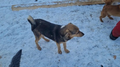 Niko wartet brav auf sein eigenes Zuhause, Mischling Welpen - Rüde