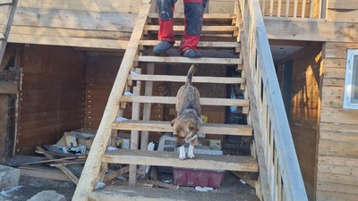 Niko wartet brav auf sein eigenes Zuhause, Mischling Welpen - Rüde